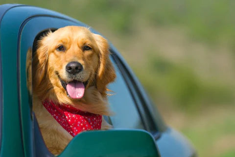 Dog_travelling_in_car_feeding_480x480