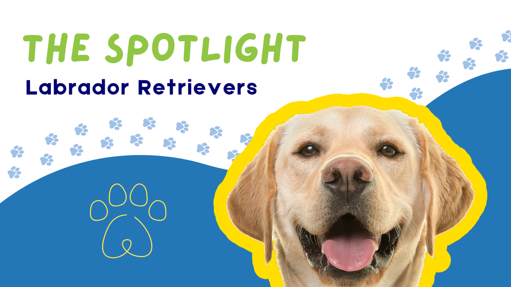 The Spotlight Series: Labrador Retrievers